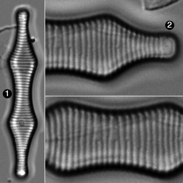 Fragilariforma Constricta Guide