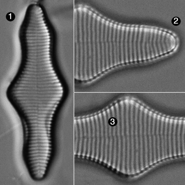 Fragilariforma Polygonata Guide