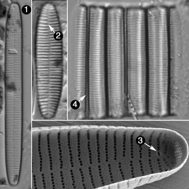 Fragiliariaforma Nitzschiodes Guide