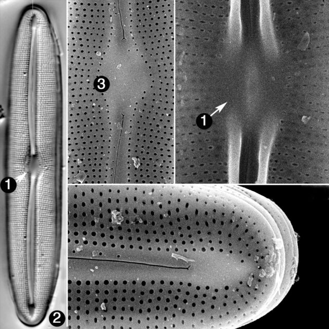 Frustulia Asiatica Guide