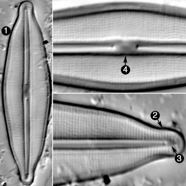 Frustulia Crassinervia Guide