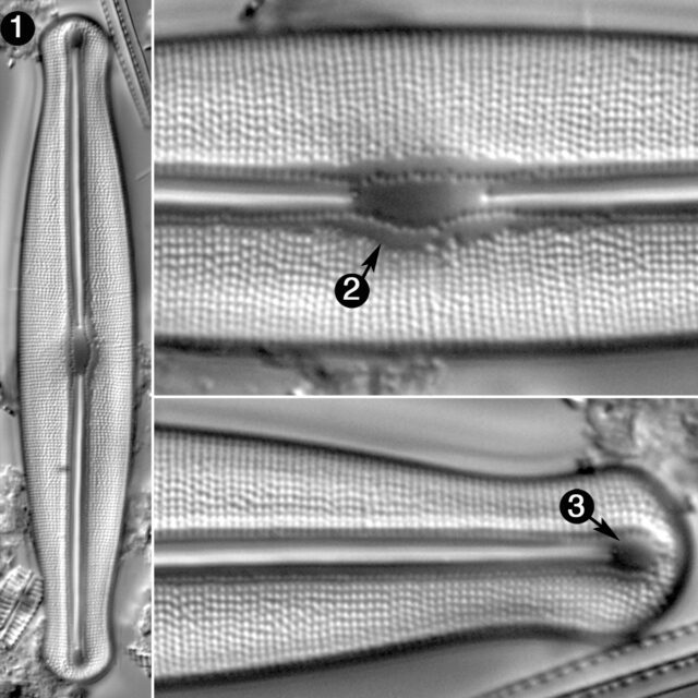 Frustulia Esandalliae Guide