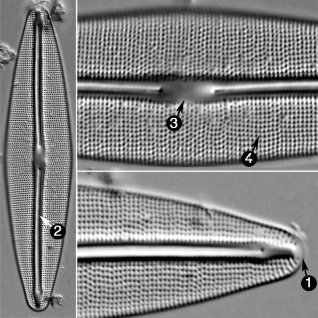 Frustulia Inculta Guide