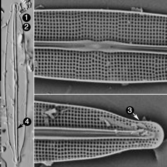 Frustulia Pseudomagaliesmontana2 Guide