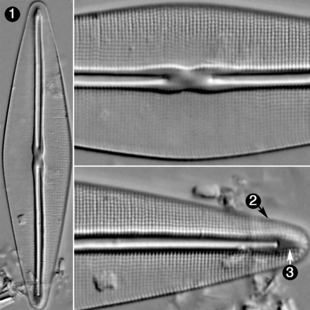 Frustulia Saxonica Guide