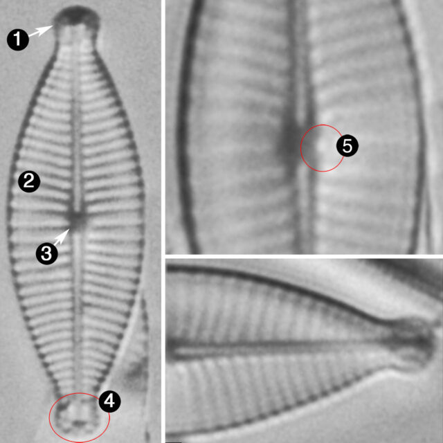 Geissleria declivis guide