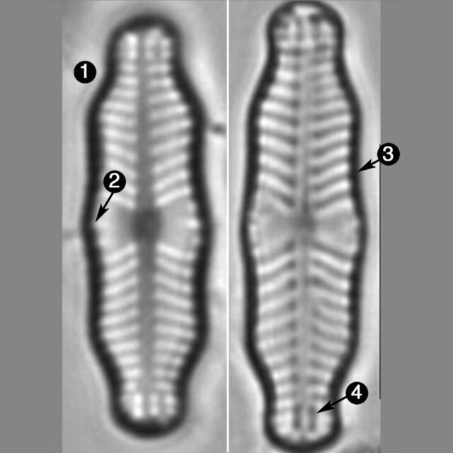 Geissleria Ignota Guide