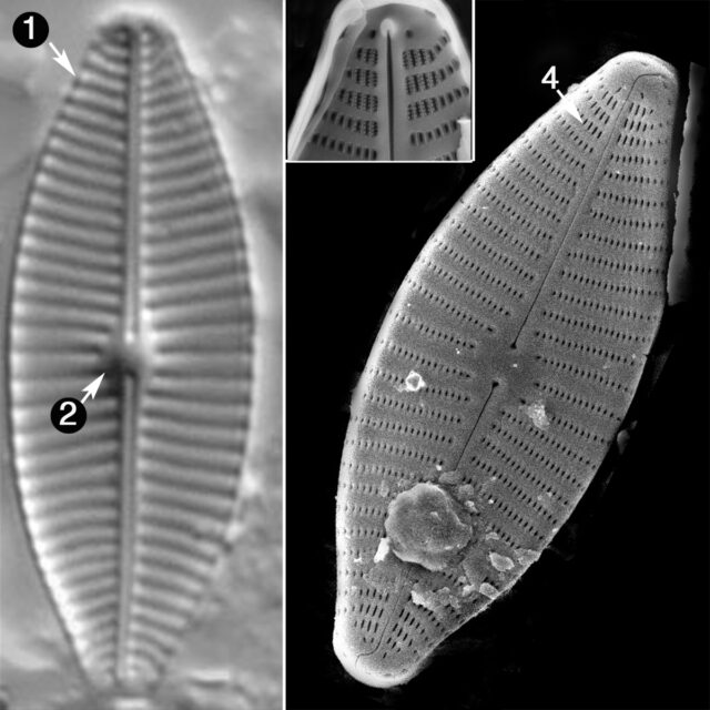 Geissleria Kreigeri Guide Copy