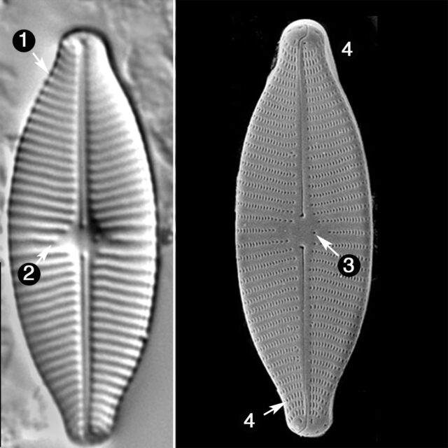 Geissleria Lateropunctata Guide Copy