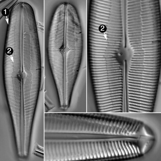 Gomphoneis Herculeana Guide