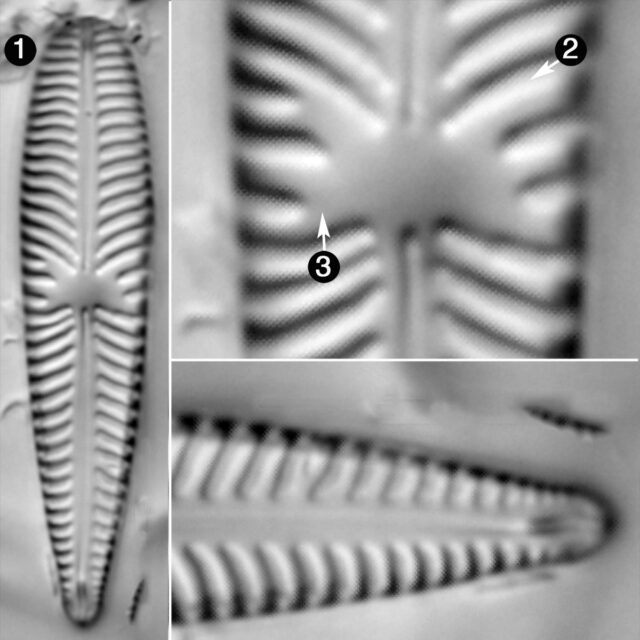 Gomphoneis Olivacea Guide