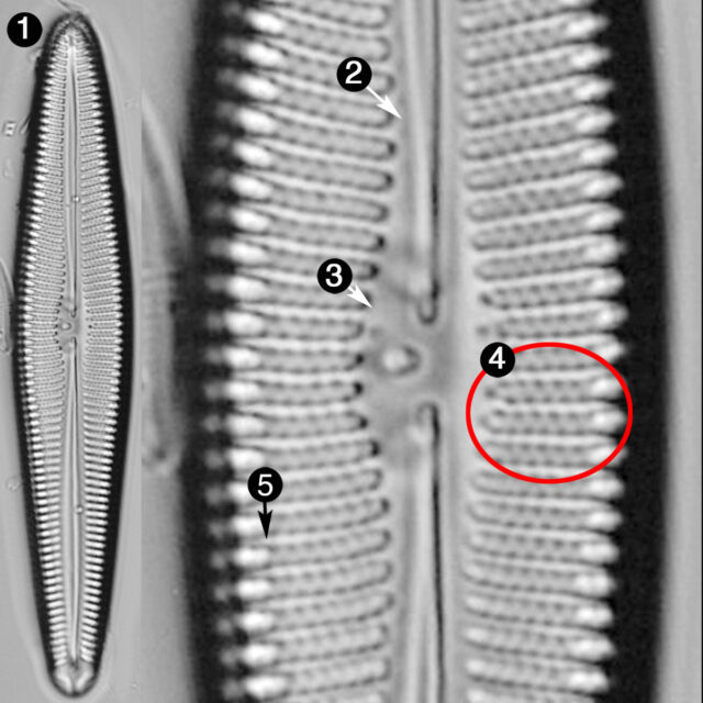 Gomphoneis Oreophila Guide