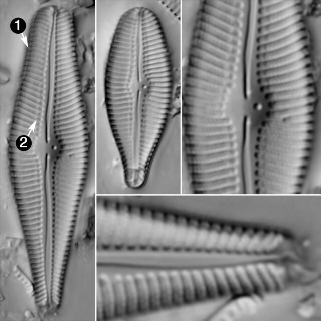 Gomphoneis Variabilis Guide