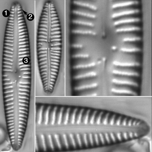 Gomphonema Americobtusatum Guide