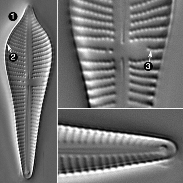 Gomphonema Apiculatum Guide