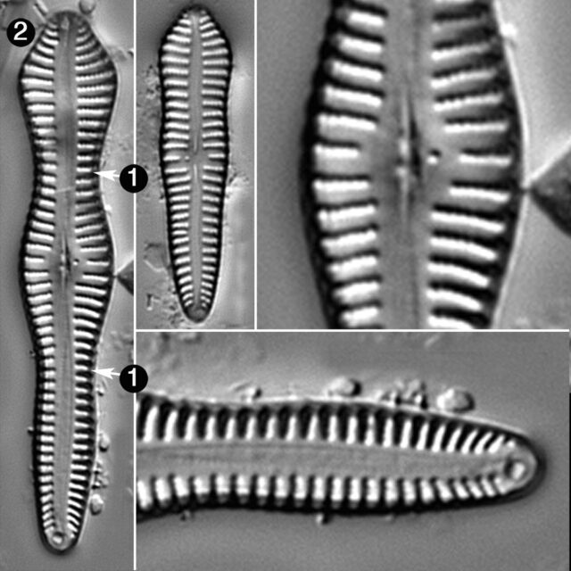 Gomphonema Brebissonii Guide