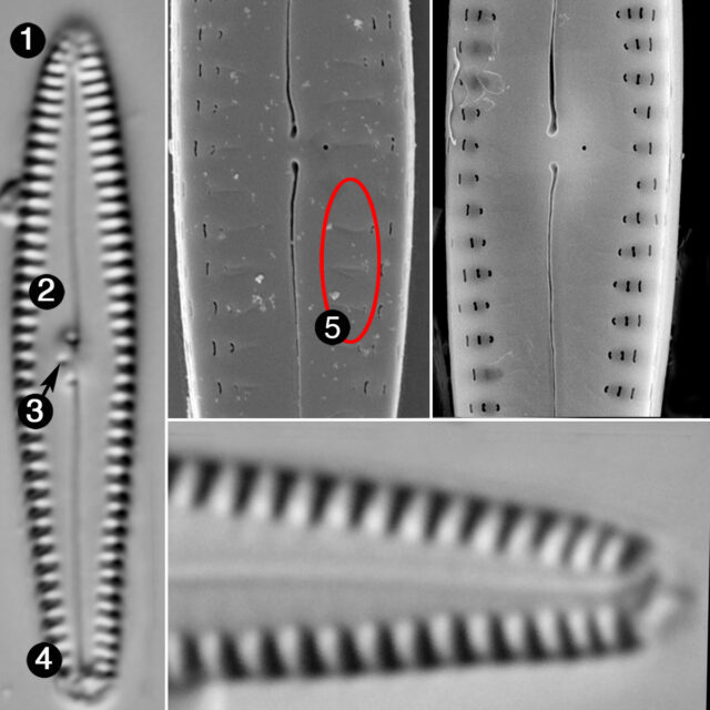 Gomphonema Caperatum Guide