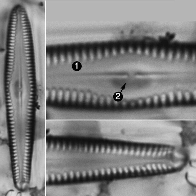 Gomphonema Christiansenii Guide