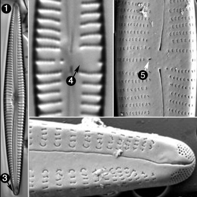 Gomphonema Eileencoxiae Guide