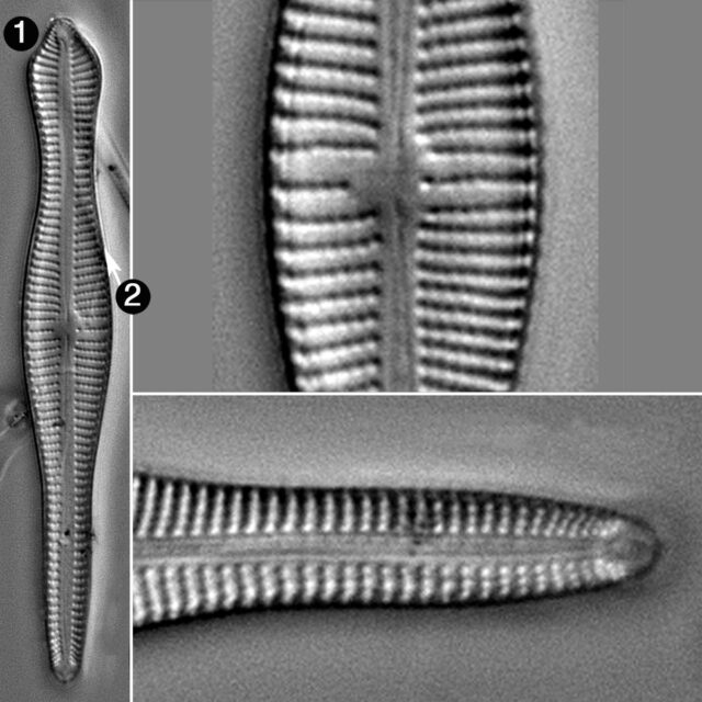 Gomphonema Elongatum Guide