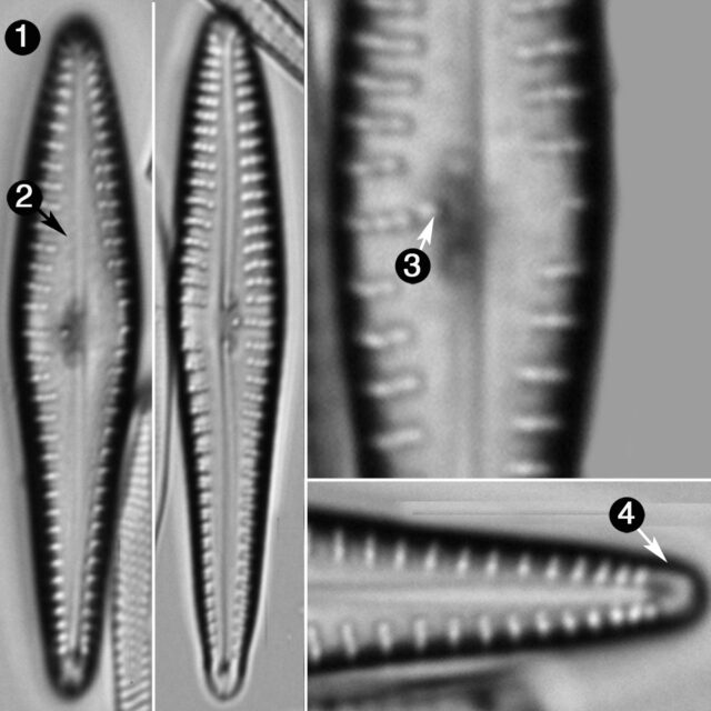 Gomphonema Germainii Guide