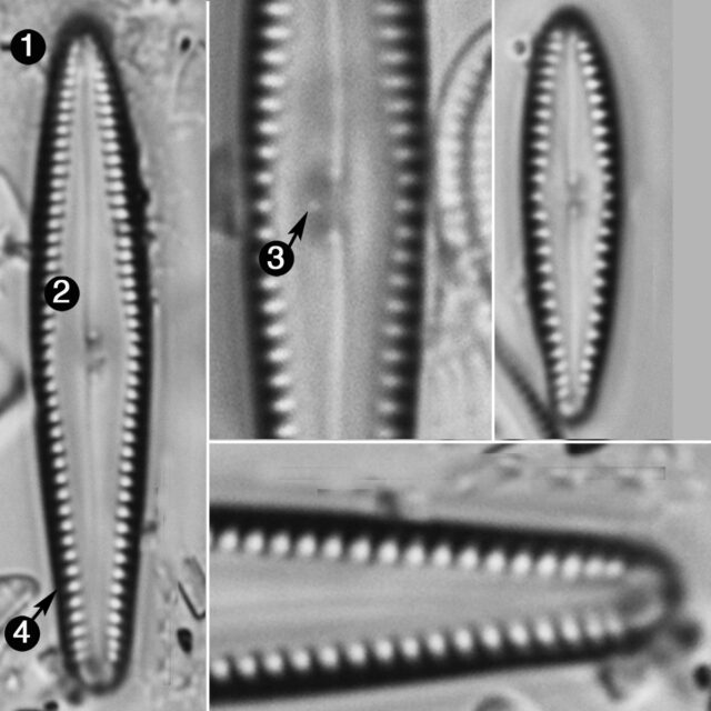 Gomphonema Insularum Guide