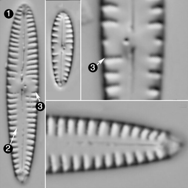 Gomphonema Kobayasii Guide