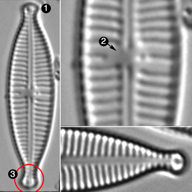 Gomphonema Lagendula Guide