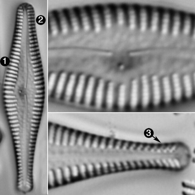 Gomphonema Manubrium Guide