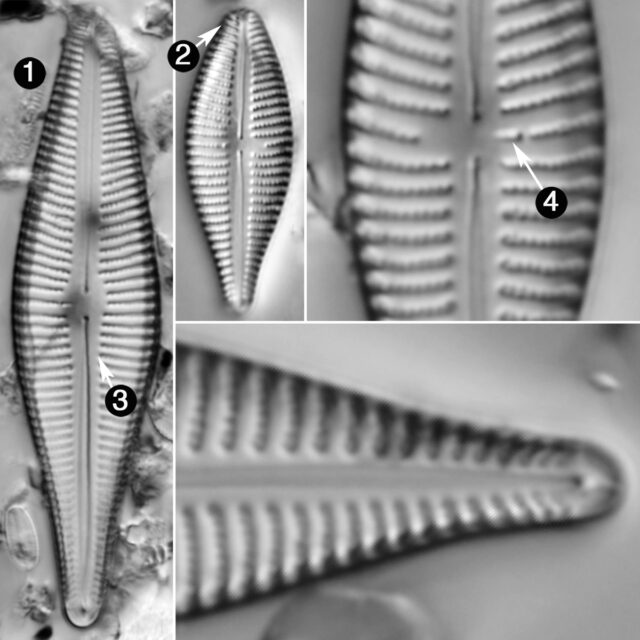 Gomphonema Mexicanum Guide