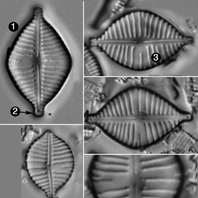 Gomphonema Montezumense Guide