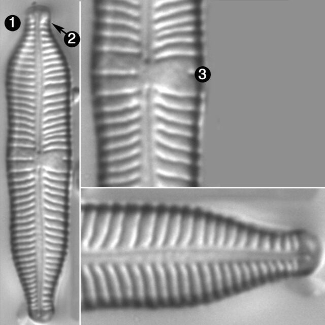 Gomphonema Nathorstii Guide