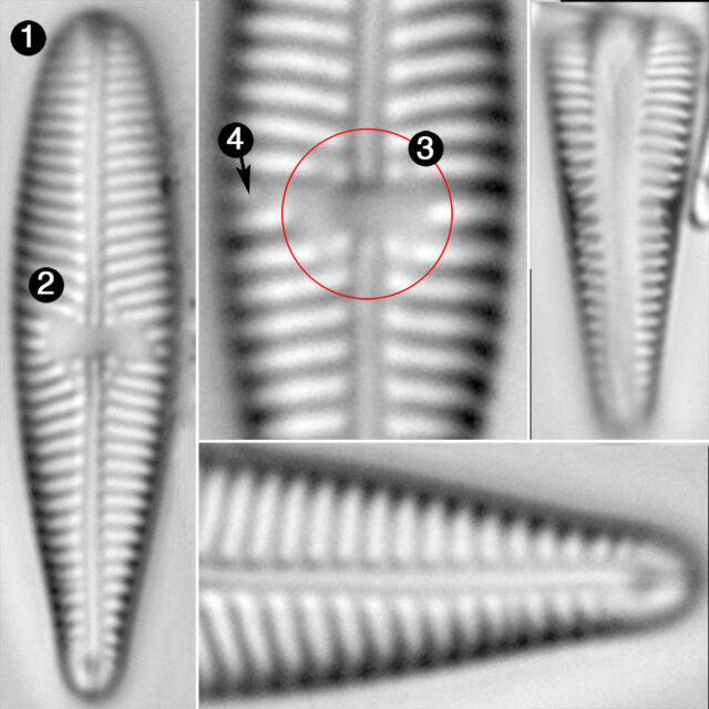 Gomphonema Olivaceoides Densestriata Guide2