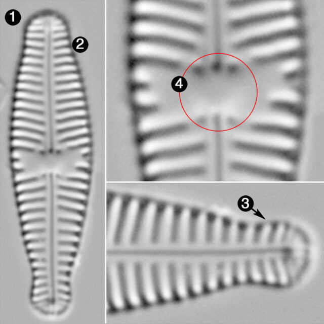 Gomphonema Olivaceoides Hutchinsoniana Guide2