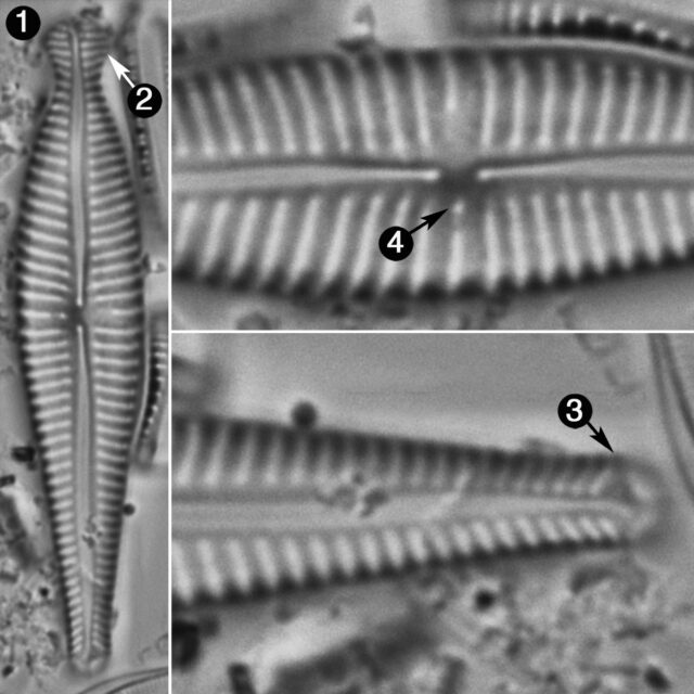 Gomphonema Pseudosphaerophorum Guide