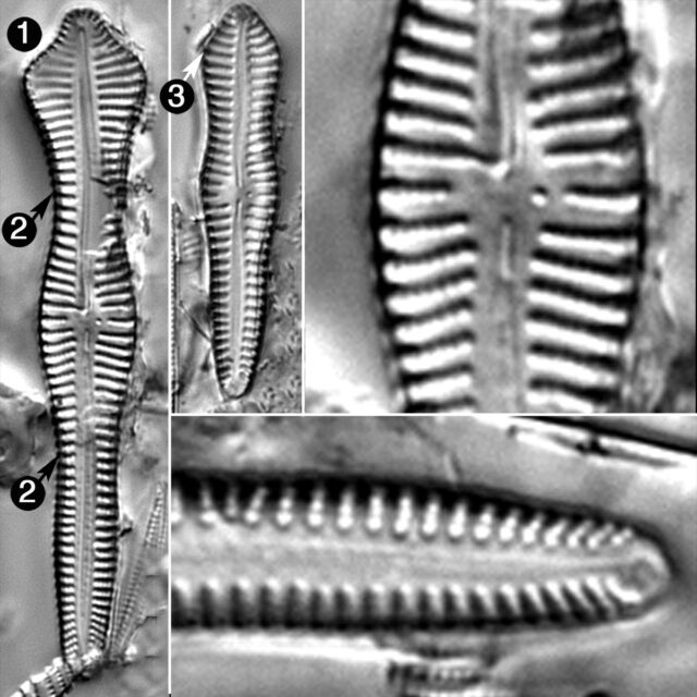 Gomphonema Pusillum Guide