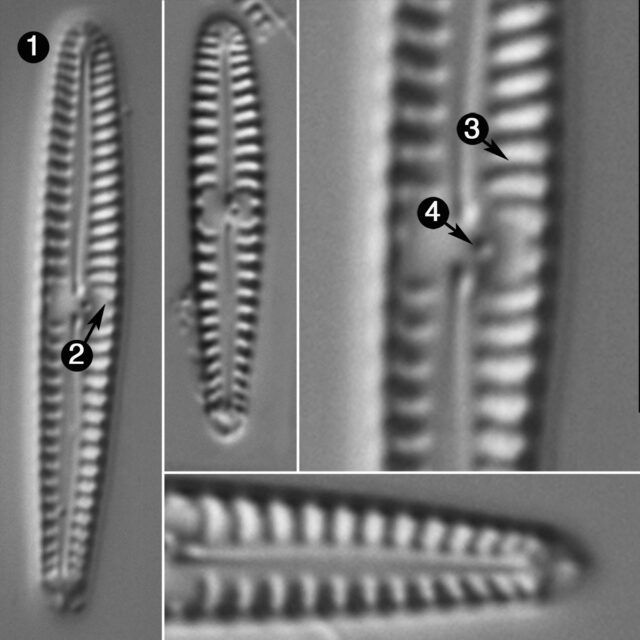 Gomphonema Pygmaeum Guide