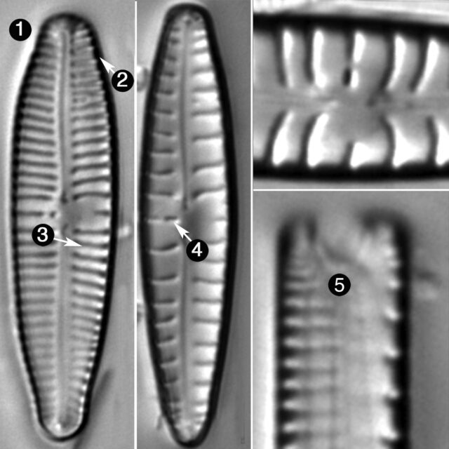 Gomphonema Sarcophagus Guide