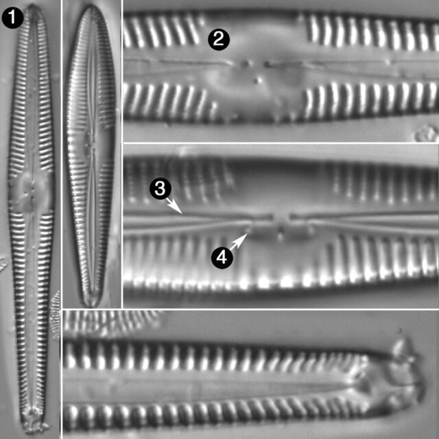 Gomphonema Semiapertum Guide