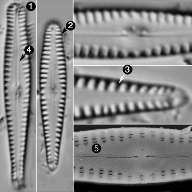 Gomphonema Sierrianum Guide