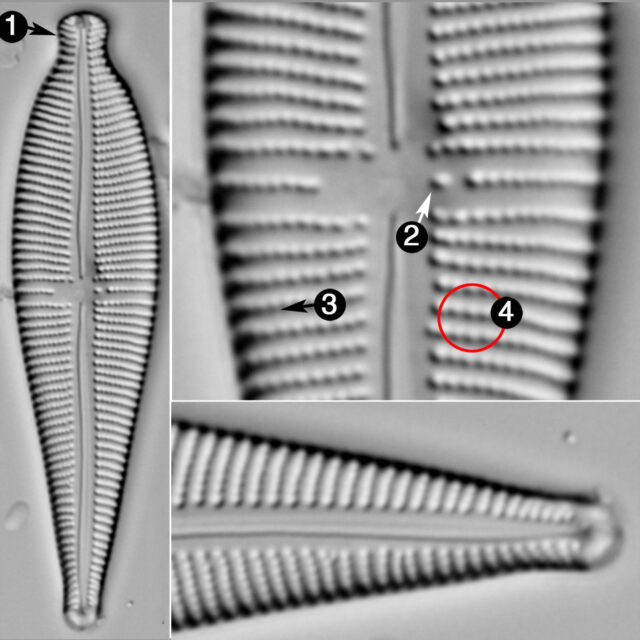 Gomphonema Sphaerophorum Guide