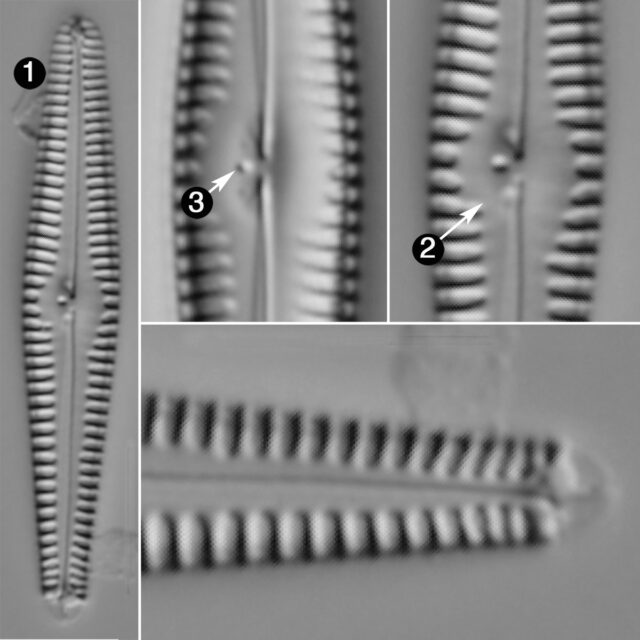 Gomphonema Stoermeri Guide