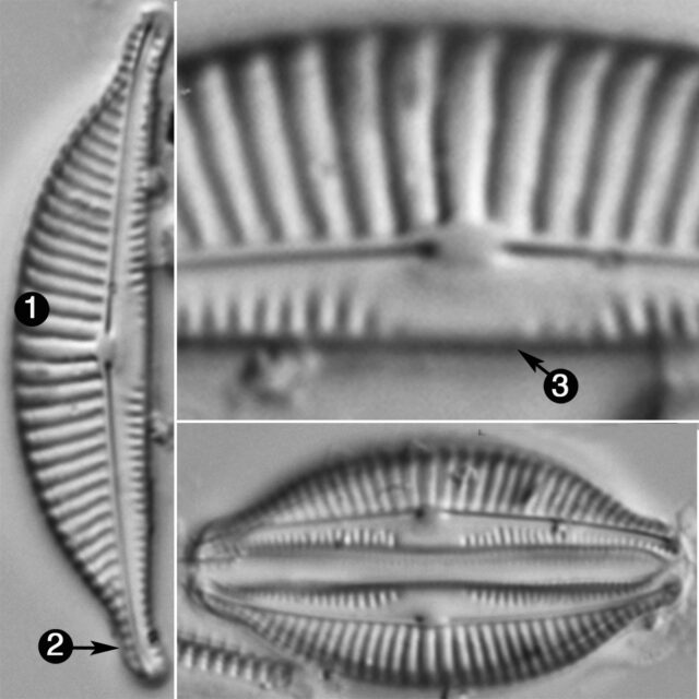 Halamphora Acutiscula Guide