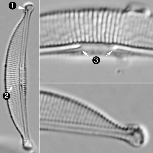 Halamphora Oligotraphenta Guide