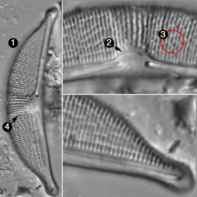 Halamphora Subcapitata Guide