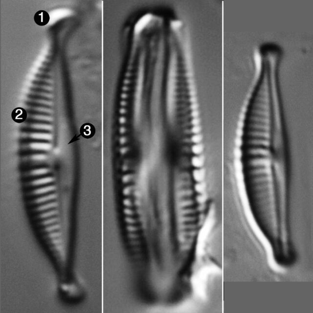 Halamphora subtilis guide