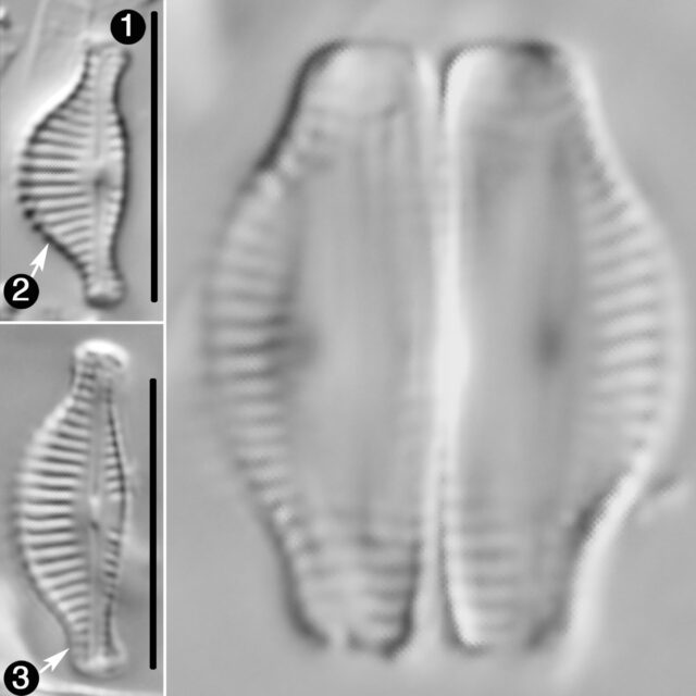 Halamphora Thumensis Guide