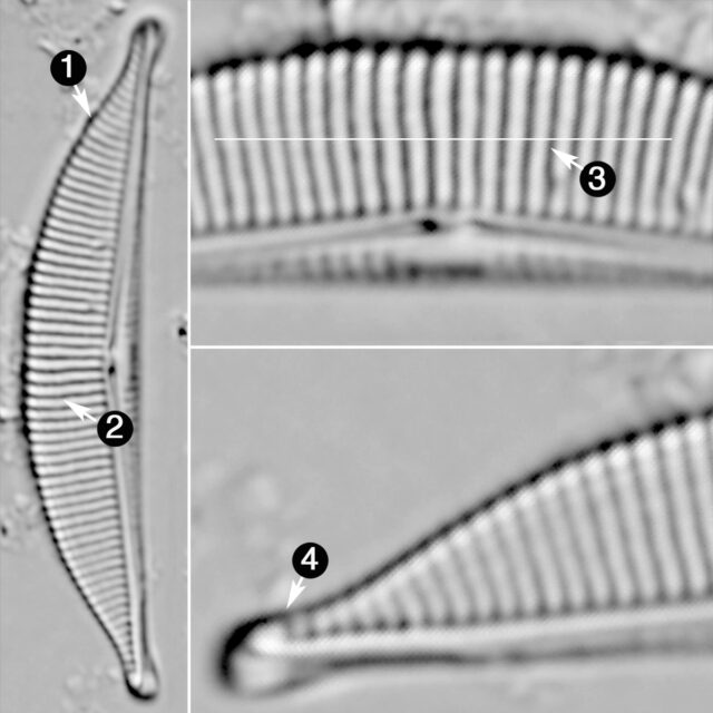 Halmphora Coffeaformis Guide