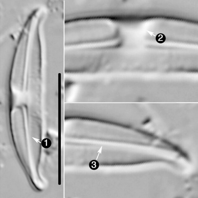 Halmphora Montana Guide