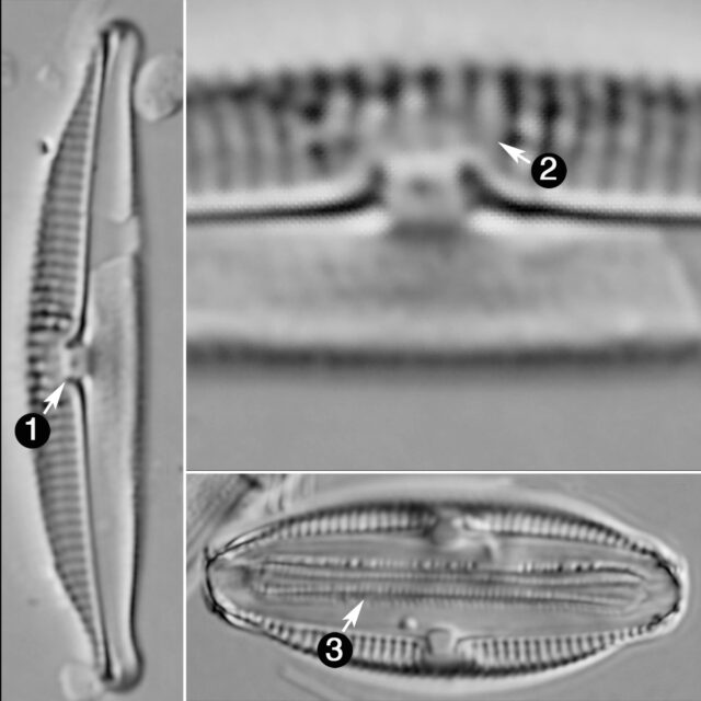 Halmphora Normanii Guide